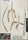 Foto von Salix geyeriana Andersson